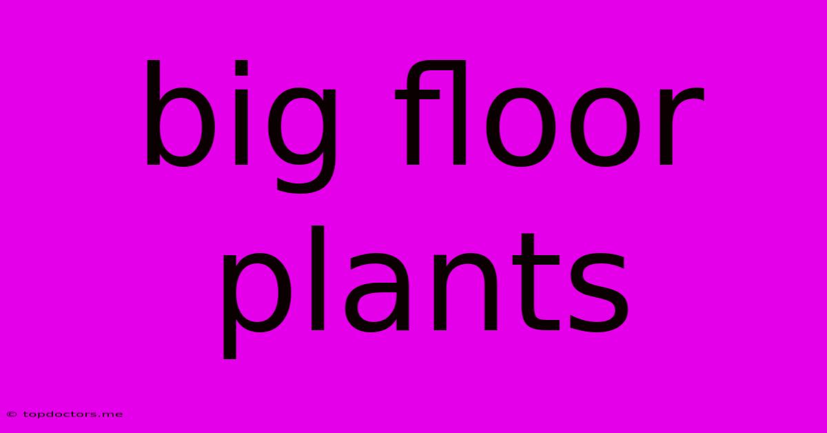 Big Floor Plants Big Floor Plants