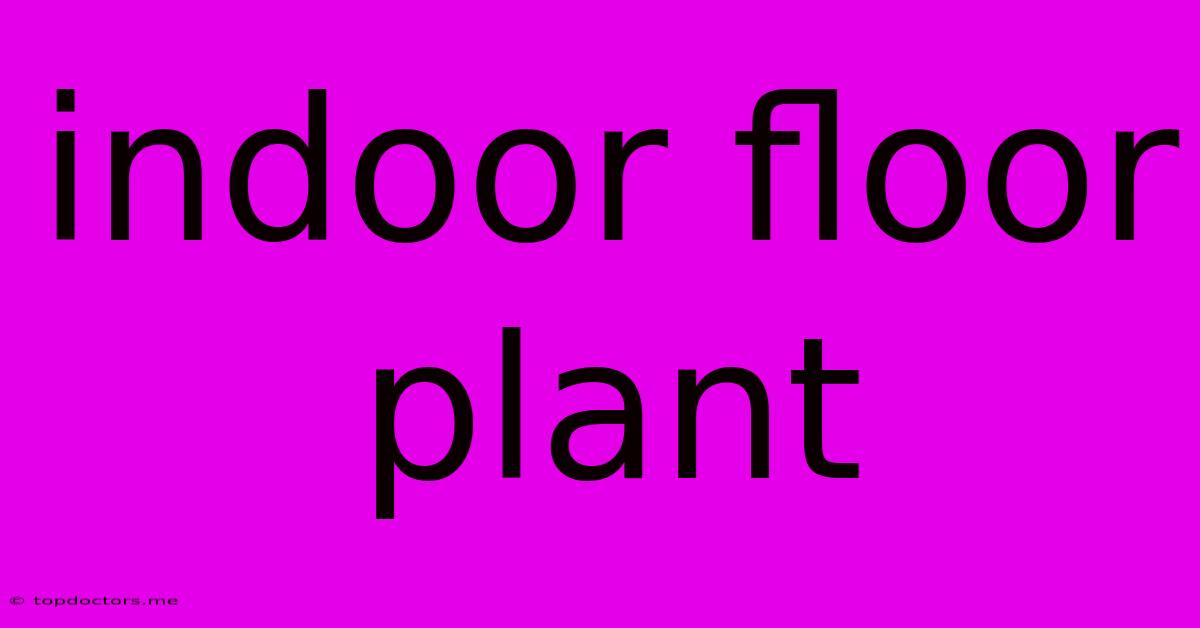 Indoor Floor Plant
