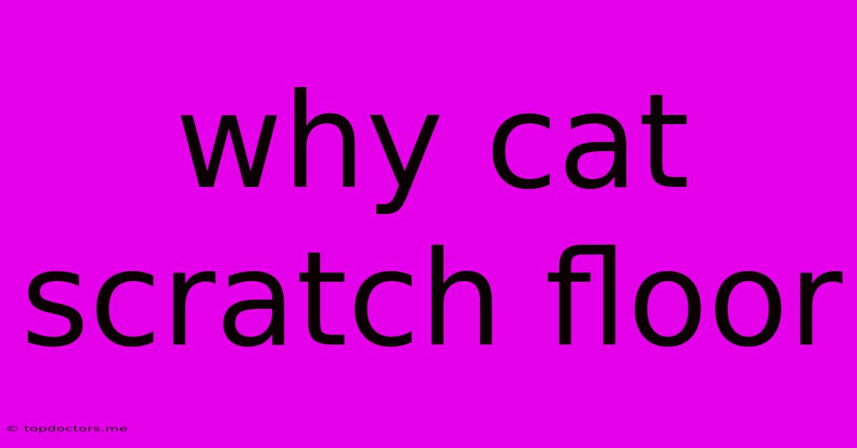 Why Cat Scratch Floor Why Cat Scratch Floor
