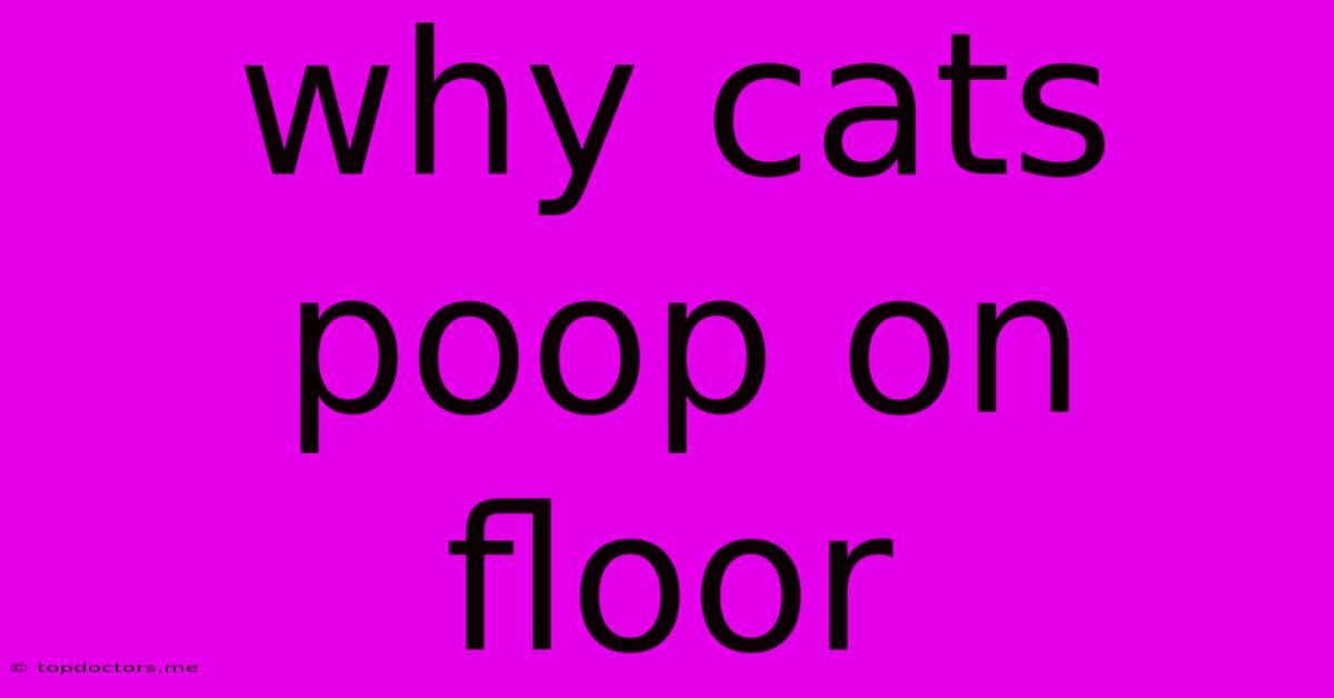Why Cats Poop On Floor Why Cats Poop On Floor