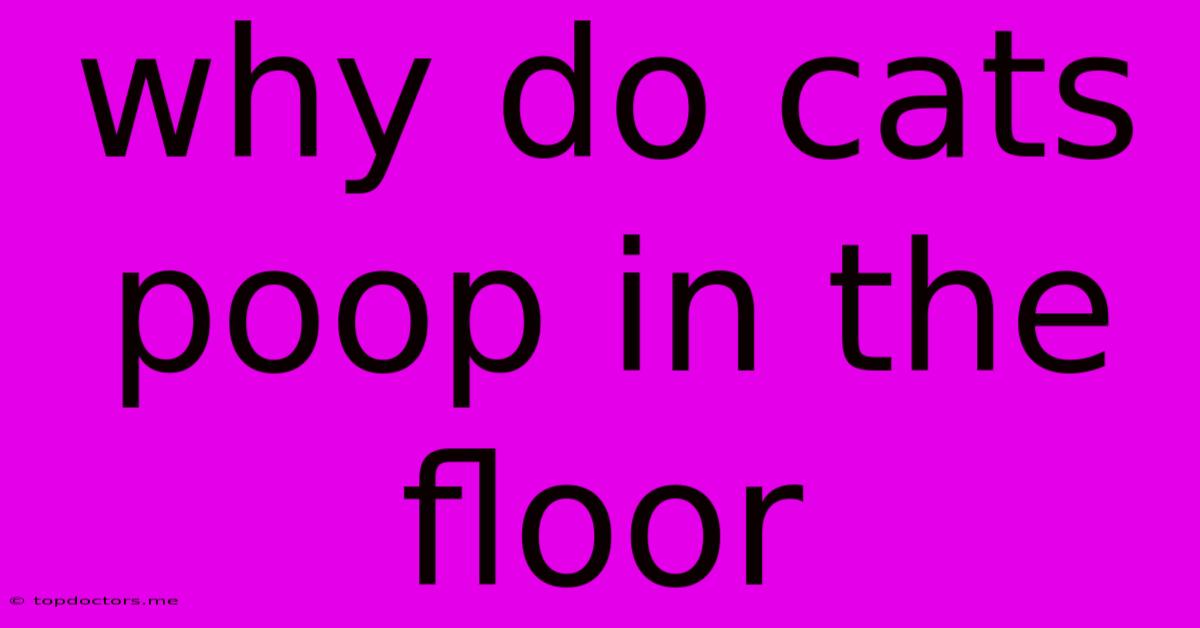 Why Do Cats Poop In The Floor