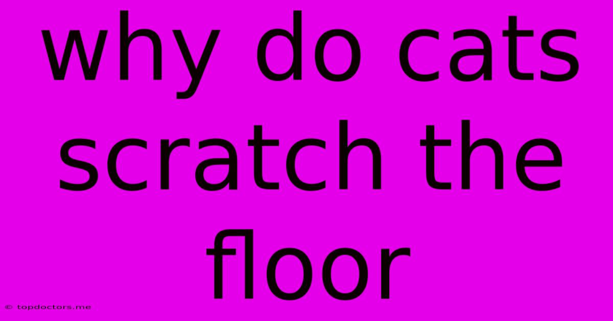 Why Do Cats Scratch The Floor Why Do Cats Scratch The Floor