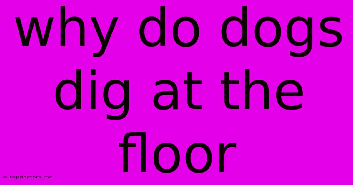 Why Do Dogs Dig At The Floor