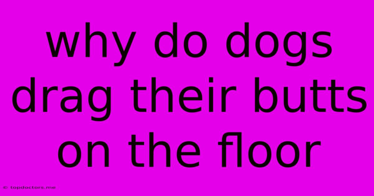 Why Do Dogs Drag Their Butts On The Floor Why Do Dogs Drag Their Butts On The Floor