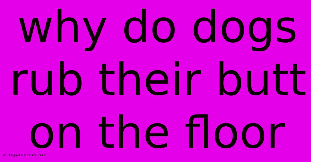 Why Do Dogs Rub Their Butt On The Floor Why Do Dogs Rub Their Butt On The Floor