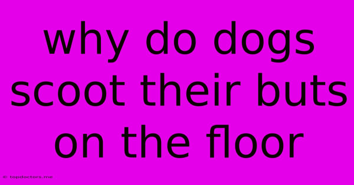 Why Do Dogs Scoot Their Buts On The Floor Why Do Dogs Scoot Their Buts On The Floor