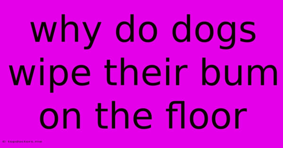 Why Do Dogs Wipe Their Bum On The Floor Why Do Dogs Wipe Their Bum On The Floor