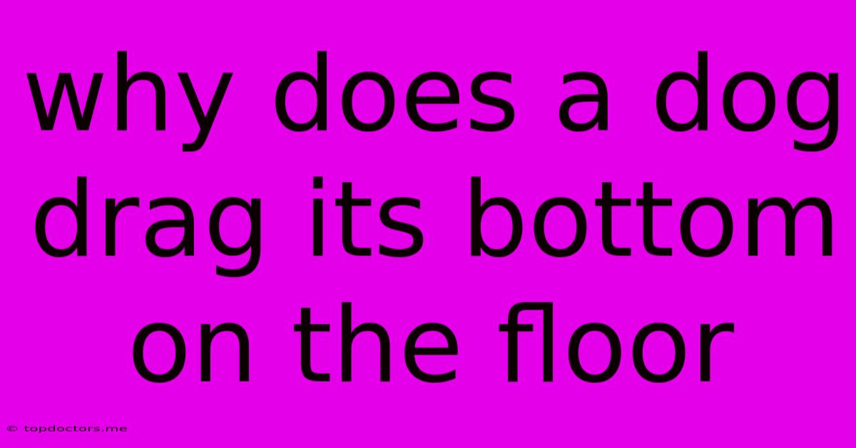 Why Does A Dog Drag Its Bottom On The Floor