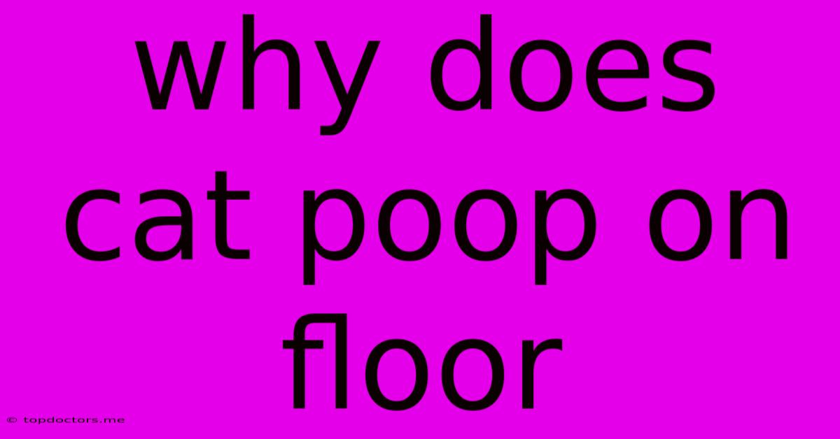 Why Does Cat Poop On Floor Why Does Cat Poop On Floor
