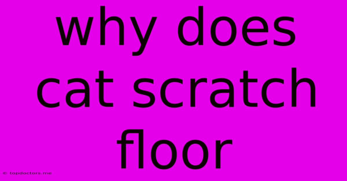 Why Does Cat Scratch Floor Why Does Cat Scratch Floor