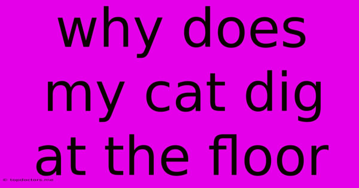 Why Does My Cat Dig At The Floor Why Does My Cat Dig At The Floor