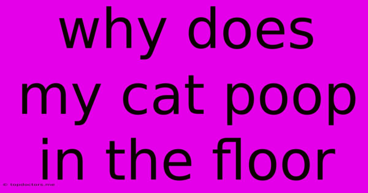 Why Does My Cat Poop In The Floor Why Does My Cat Poop In The Floor