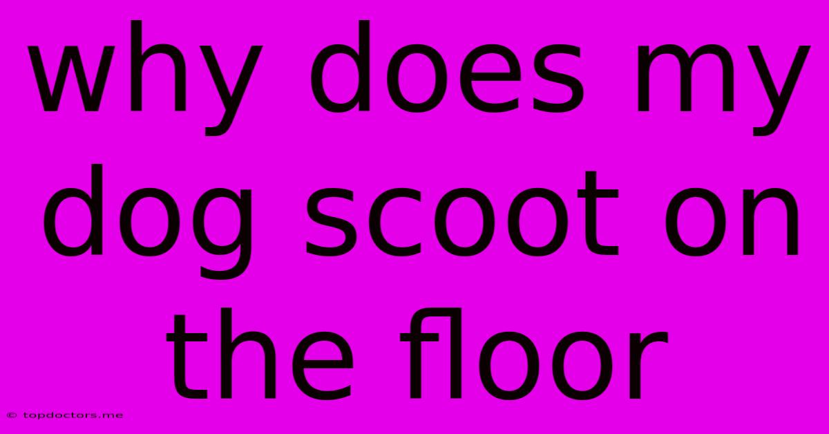 Why Does My Dog Scoot On The Floor Why Does My Dog Scoot On The Floor