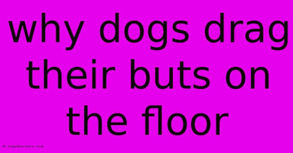 Why Dogs Drag Their Buts On The Floor Why Dogs Drag Their Buts On The Floor