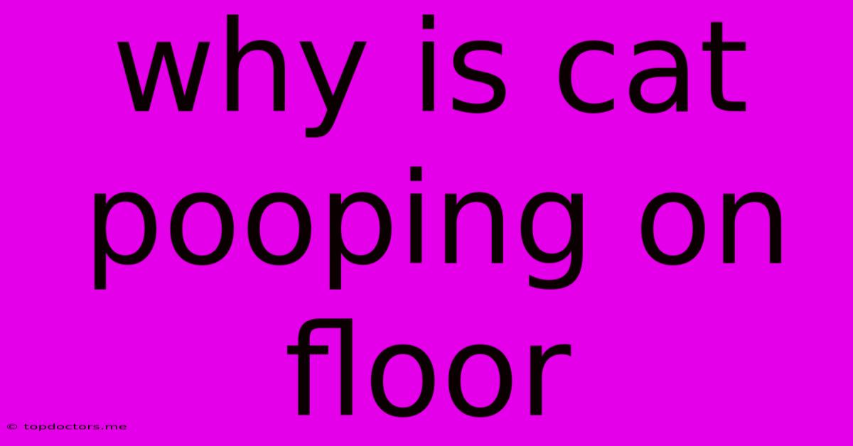 Why Is Cat Pooping On Floor Why Is Cat Pooping On Floor