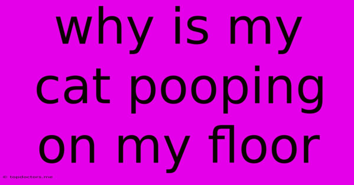 Why Is My Cat Pooping On My Floor Why Is My Cat Pooping On My Floor