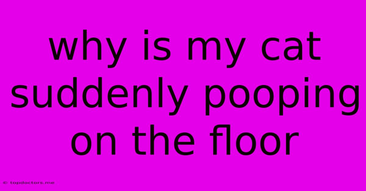 Why Is My Cat Suddenly Pooping On The Floor Why Is My Cat Suddenly Pooping On The Floor