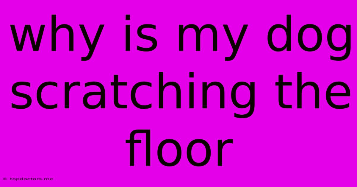 Why Is My Dog Scratching The Floor