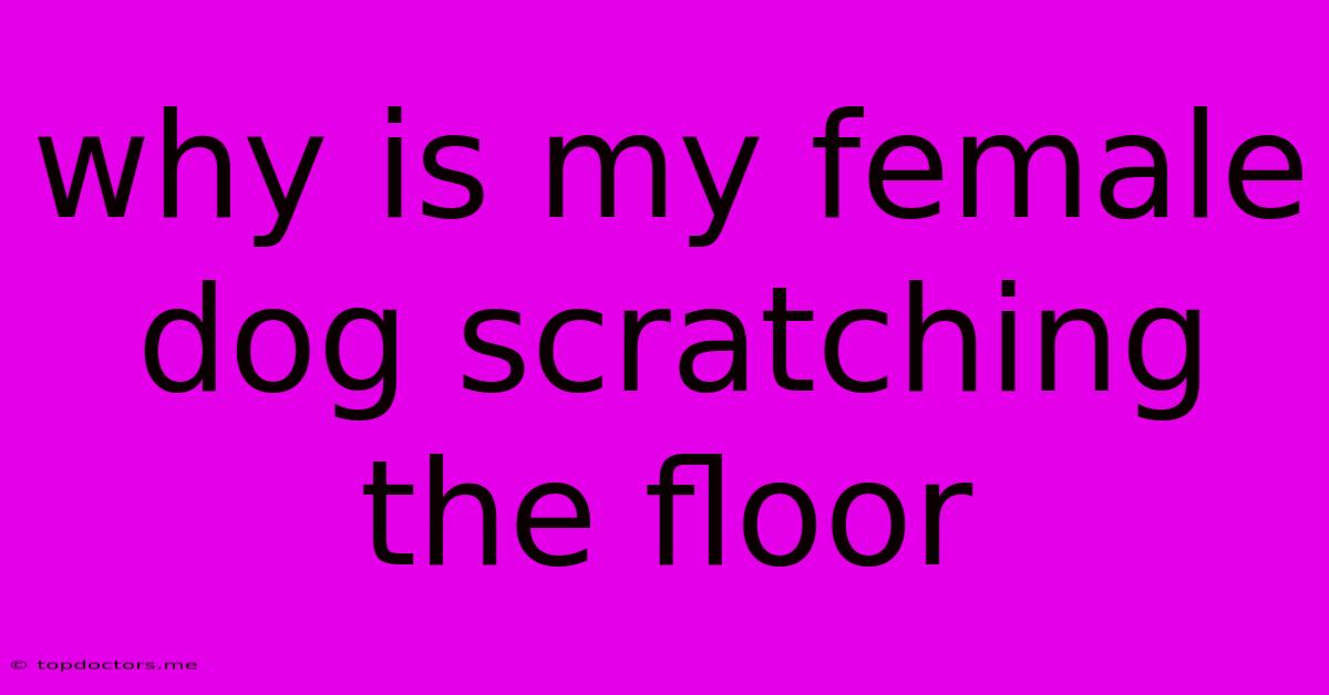 Why Is My Female Dog Scratching The Floor Why Is My Female Dog Scratching The Floor