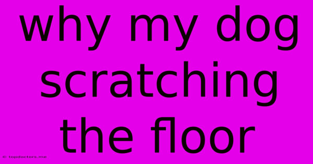 Why My Dog Scratching The Floor Why My Dog Scratching The Floor