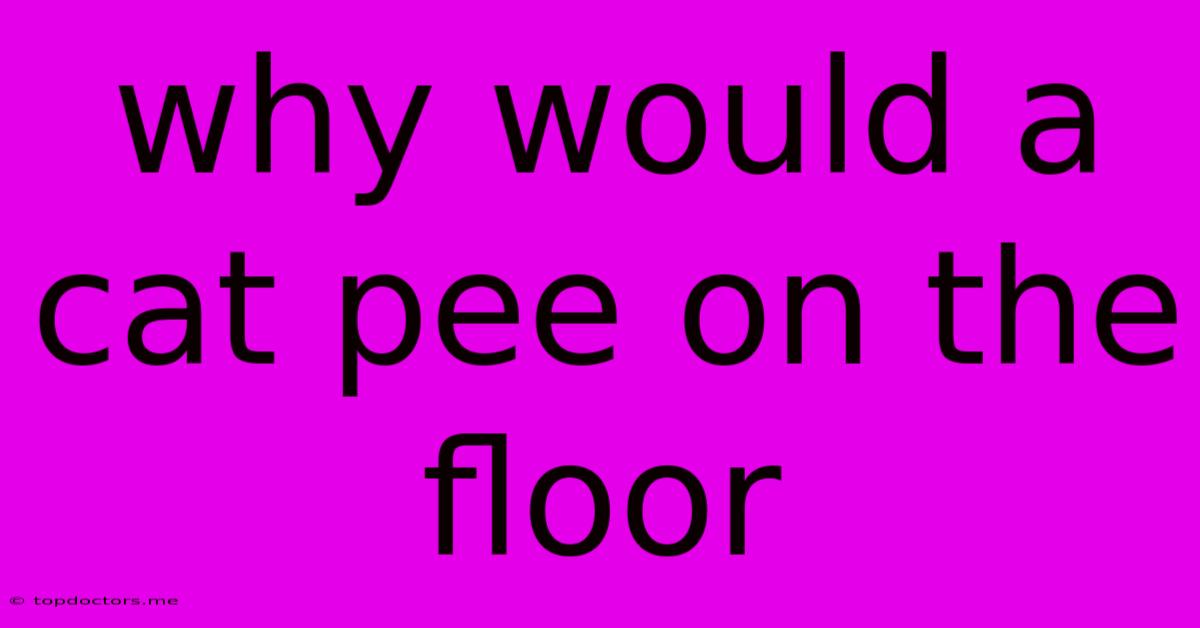 Why Would A Cat Pee On The Floor Why Would A Cat Pee On The Floor