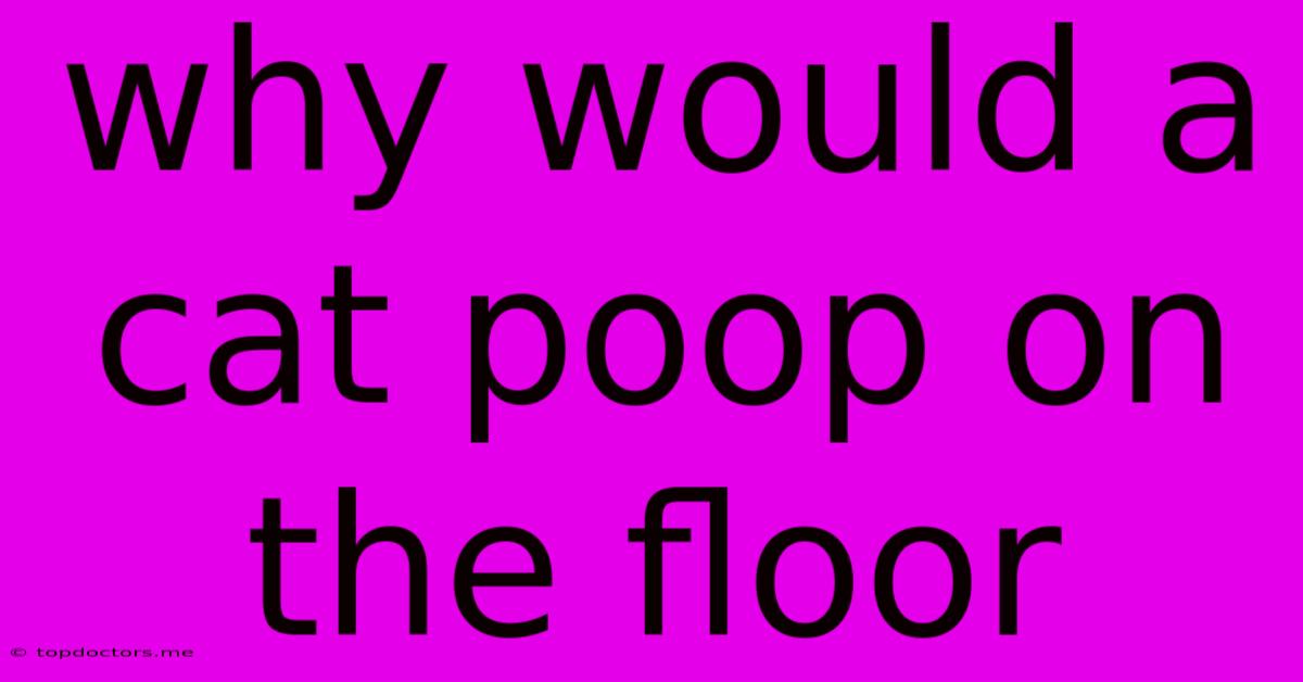 Why Would A Cat Poop On The Floor Why Would A Cat Poop On The Floor